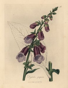 Paarse vingerhoedskruid, Digitalis purpurea