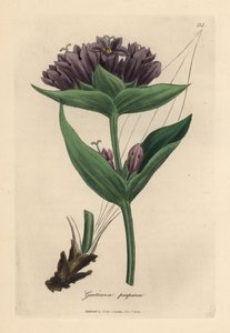 Paarse gentiaan, Gentiana purpurea door James Sowerby