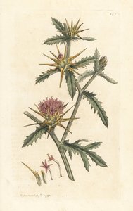 Paarse sterdistel, Centaurea calcitrapa. Handgekleurde kopergravure naar een illustratie door James Sowerby uit James Smith