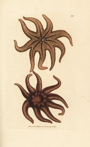 Paarse zonster, Solaster endeca