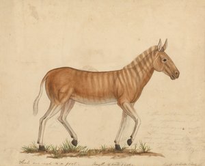 Quagga Zebra door James Sowerby