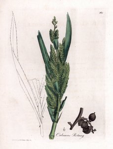 Rotanpalm, Calamus rotang. Illustratie van James Sowerby uit William Woodville en Sir William Jackson Hooker