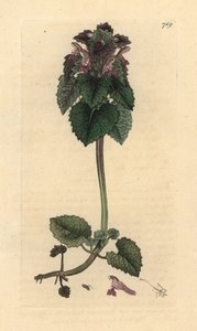 Rode dovenetel, Lamium purpureum, handgekleurde kopergravure naar een tekening van James Sowerby door James Sowerby