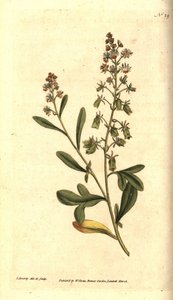 Reseda odorant - Zoetgeurende reseda of mignonette, Reseda odorata. Handgekleurde kopergravure en botanische illustratie door James Sowerby uit William Curtis
