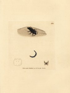 Kortschildkever, Velleius dilatatus (Getande hoornstaphylinus, Staphylinus concolor). Handgekleurde kopergravure door James Sowerby uit The British Miscellany, of Coloured figures of new, rare, or little known animal subjects.