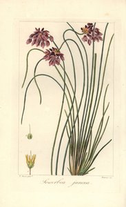 Rietlelie, Sowerbaea juncea, inheems in Australië. Genoemd naar de botanische kunstenaar James Sowerby