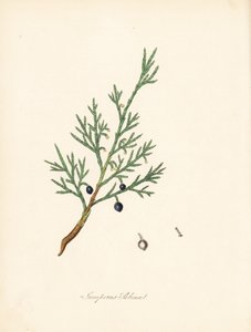 Jeneverbes, Juniperus sabina. Illustratie van James Sowerby uit William Woodville en Sir William Jackson Hooker