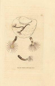 Zandworm met karmozijnrode voelsprieten, Amphitrite rosea