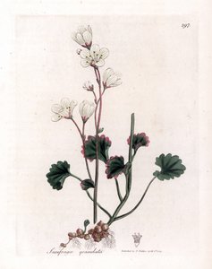Witte steenbreek, Saxifraga granulata. Illustratie van James Sowerby uit William Woodville en Sir William Jackson Hooker