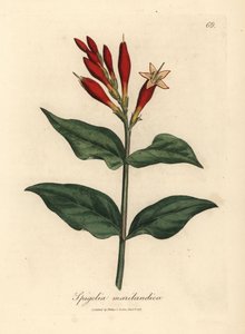 Scharlakenbloemige Indische pink, Spigelia marilandica door James Sowerby