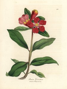 Scharlakenbloeiende granaatappelboom door James Sowerby
