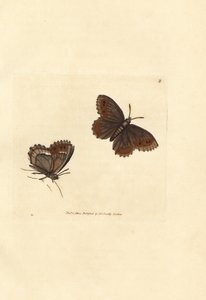 Schotse argusvlinder, Erebia aethiops