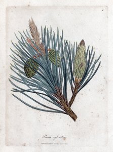 Grove den - Grove den of Schotse den, Pinus sylvestris. Handgekleurde kopergravure uit een botanische illustratie door James Sowerby uit William Woodville en Sir William Jackson Hooker