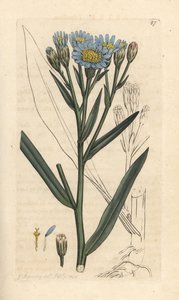 Zeeaster, Tripolium pannonicum subsp. tripolium. Handgekleurde kopergravure naar een illustratie door James Sowerby uit James Smith