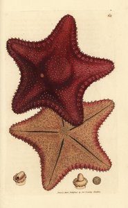 Zeester, Hippasteria phrygiana