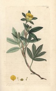 Struikganzerik, Dasiphora fruticosa. Illustratie van James Sowerby uit James Smith