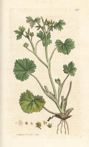 Kleinbloemige boterbloem, Ranunculus parviflorus door James Sowerby