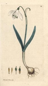 Sneeuwklokje, Galanthus nivalis door James Sowerby