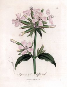 Zeepkruid, Saponaria officinalis. Handgekleurde kopergravure uit een botanische illustratie door James Sowerby uit William Woodville en Sir William Jackson Hooker