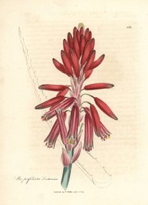 Socotorine aloë, Aloe perfoliata socotorina