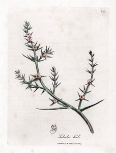 Brandende soda - Stekelige zoutmelde, Kali turgida. Handgekleurde kopergravure uit een botanische illustratie door James Sowerby uit William Woodville en Sir William Jackson Hooker