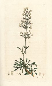 Spaanse koekoeksbloem, Silene otites. Handgekleurde kopergravure naar een illustratie door James Sowerby uit James Smith