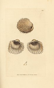 Stekelige hartschelp, Acanthocardia aculeata. Illustratie van James Sowerby uit 