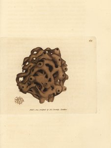 Spons, Haliclona cinerea (Geannuleerde spons, Spongia cancellata). Handgekleurde kopergravure door James Sowerby uit The British Miscellany, of Coloured figures of new, rare, or little known animal subjects. door James Sowerby