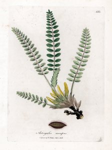 Stengelloze Astragalus - Stengelloze melkveder, Astragalus excapus. Handgekleurde kopergravure uit een botanische illustratie door James Sowerby uit William Woodville en Sir William Jackson Hooker