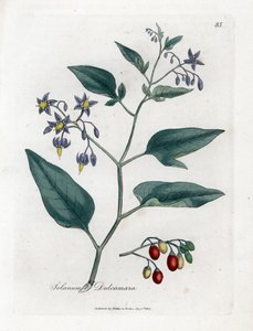 Zoete bitter of zoete bittere nachtschade - Houtige nachtschade, Solanum dulcamara. Handgekleurde kopergravure uit een botanische illustratie door James Sowerby uit William Woodville en Sir William Jackson Hooker