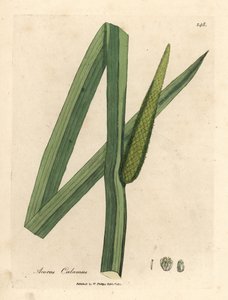 Kalmoes, Acorus calamus