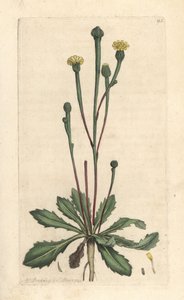 Zwijnscichorei, Arnoseris minima (Hyoseris minima) door James Sowerby
