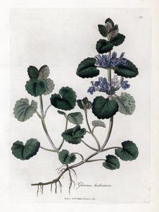 Aardse klimop - Hondsdraf, Glechoma hederacea. Handgekleurde kopergravure uit een botanische illustratie door James Sowerby uit William Woodville en Sir William Jackson Hooker