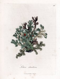 Thallus of IJslands mos - Eryngo-bladige korstmos, Lichen islandicus door James Sowerby