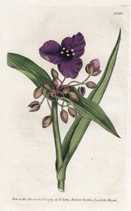 Tradescantia of setcreasee - Lithografie door James Sowerby (1757-1822), uit William Curtis