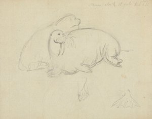 Twee walrussen met detail van flippers door James Sowerby