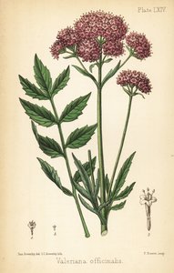 Valeriaan, Valeriana officinalis