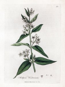 Zijdeplant, Asclepias vincetoxicum. Illustratie van James Sowerby uit William Woodville en Sir William Jackson Hooker