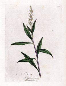 Virginia polygale of melkgras - Senega, Polygala senega. Handgekleurde kopergravure uit een botanische illustratie door James Sowerby uit William Woodville en Sir William Jackson Hooker