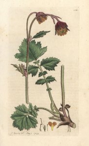 Knikkend nagelkruid, Geum rivale