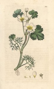 Waterranonkel, Ranunculus aquatilis (Aquatische boterbloem) Handgekleurde kopergravure naar een illustratie van James Sowerby uit James Smith