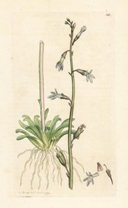 Waterlobelia, Lobelia dortmanna. Handgekleurde kopergravure naar een illustratie door James Sowerby uit James Smith