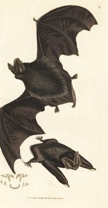 Westelijke barbastelle vleermuis
