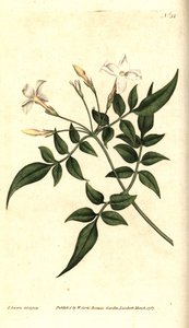 Witte jasmijn (of Jasmijn officinalis) door James Sowerby