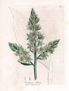Witte nieswortel, Veratrum album. Illustratie van James Sowerby uit William Woodville en Sir William Jackson Hooker