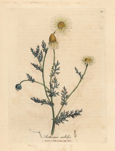 Witte en gele kamillebloem, Anthemis nobilis door James Sowerby