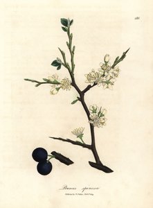 Witte bloesem en blauwe bessen van de sleedoorn, Prunus spinosa door James Sowerby