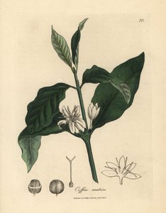 Witte bloem, bladeren en boon van de koffieplant, Coffea arabica door James Sowerby