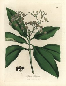Witte bloeiende pimentboom, Myrtus pimenta