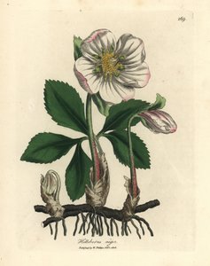 Witbloeiende zwarte nieskruid of kerstroos, Helleborus niger